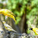A Cape Weaver drinking ... by ludwigsdiana