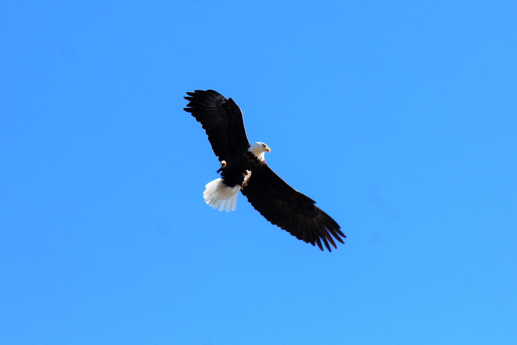 Eagle Hitting The Brakes In Mid Flight by randy23