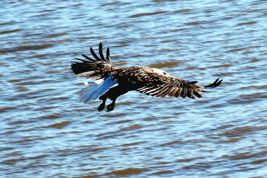Eagle Sensing A Catch by randy23