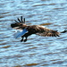 Eagle Sensing A Catch by randy23