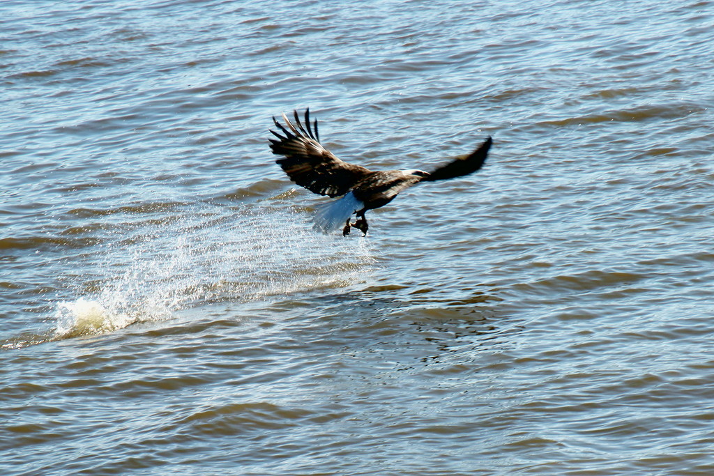 Eagle Off To Eat With Fish In Talon by randy23