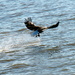 Eagle Off To Eat With Fish In Talon by randy23