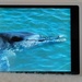 I fed this dolphin!! by 30pics4jackiesdiamond