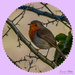 Sweet Little Robin by carolmw