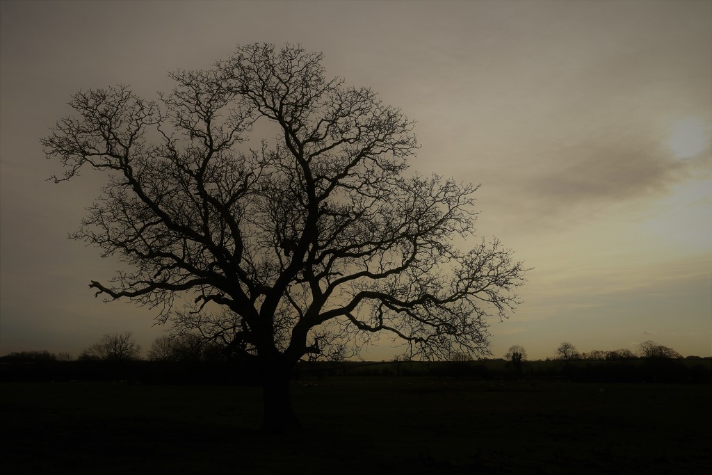 Just a Tree by phil_sandford