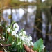 Snowdrops by phil_sandford