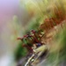 Day 28 ...... Of Lensbaby by motherjane