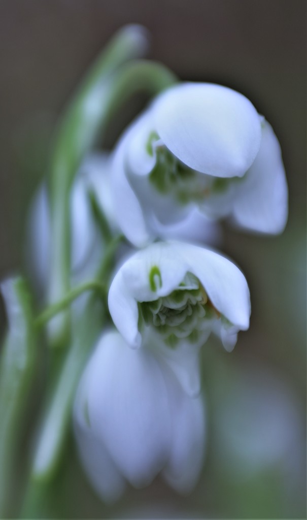 Snowdrop ..... (For Me) by motherjane
