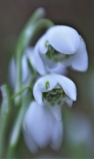 28th Jan 2018 - Snowdrop ..... (For Me)