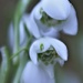Snowdrop ..... (For Me) by motherjane