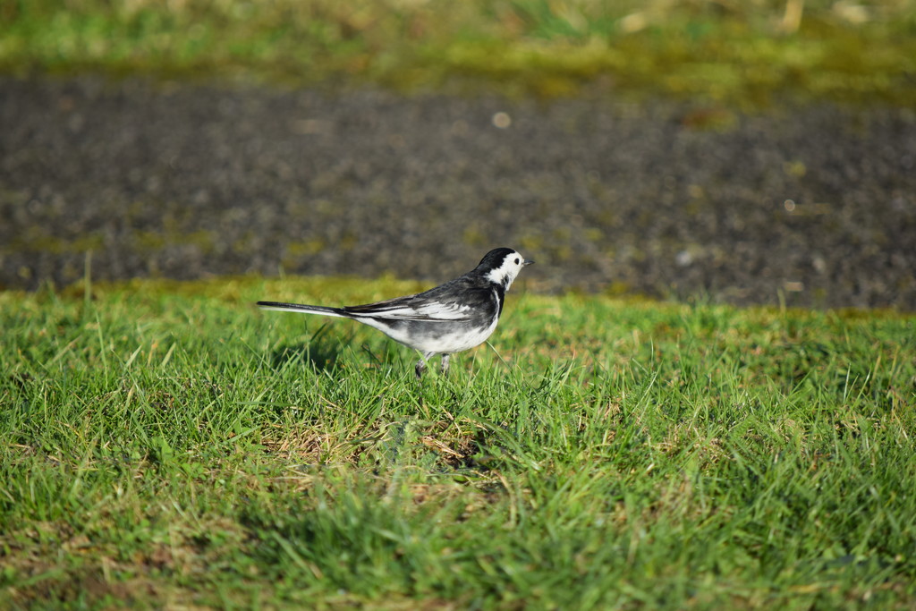 28. Wagtail by dragey74