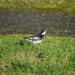 28. Wagtail by dragey74