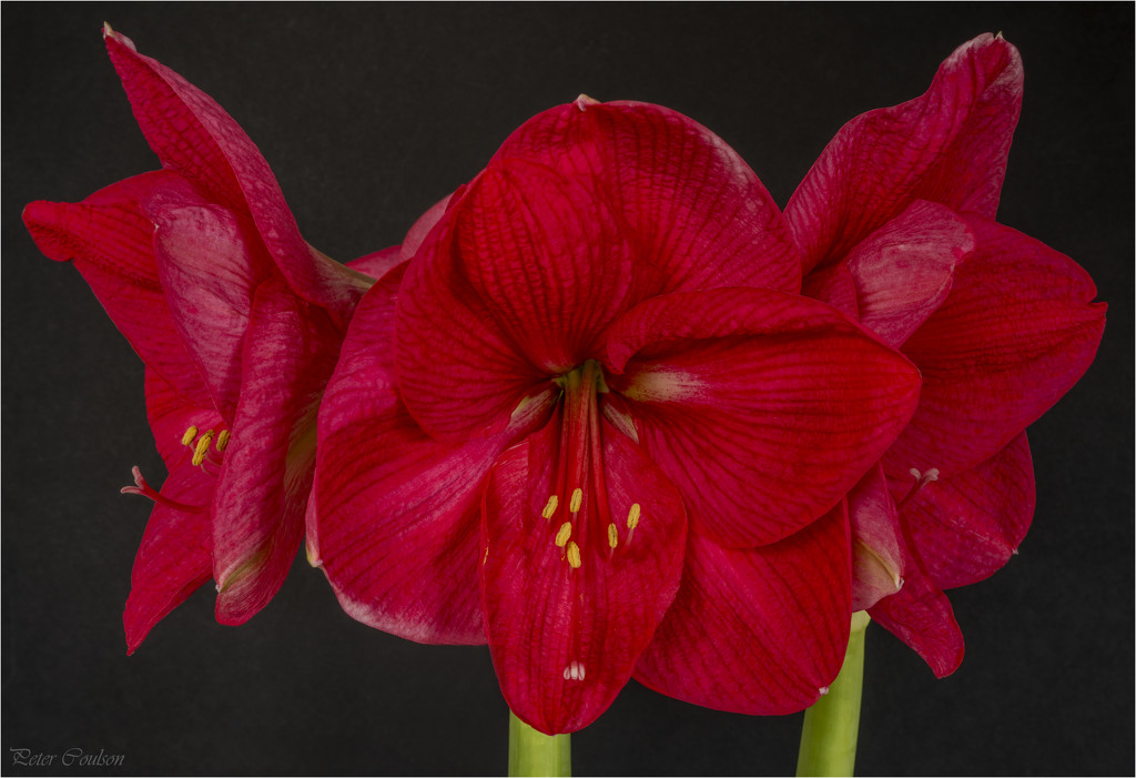 Amaryllis 2 by pcoulson