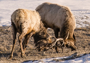 28th Jan 2018 - Roosevelt Elk Practicing 