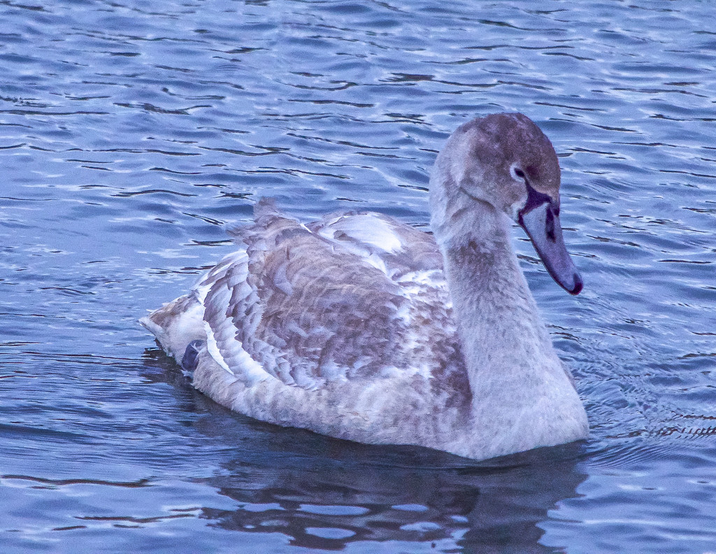 Young Swan by tonygig