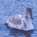 Young Swan by tonygig