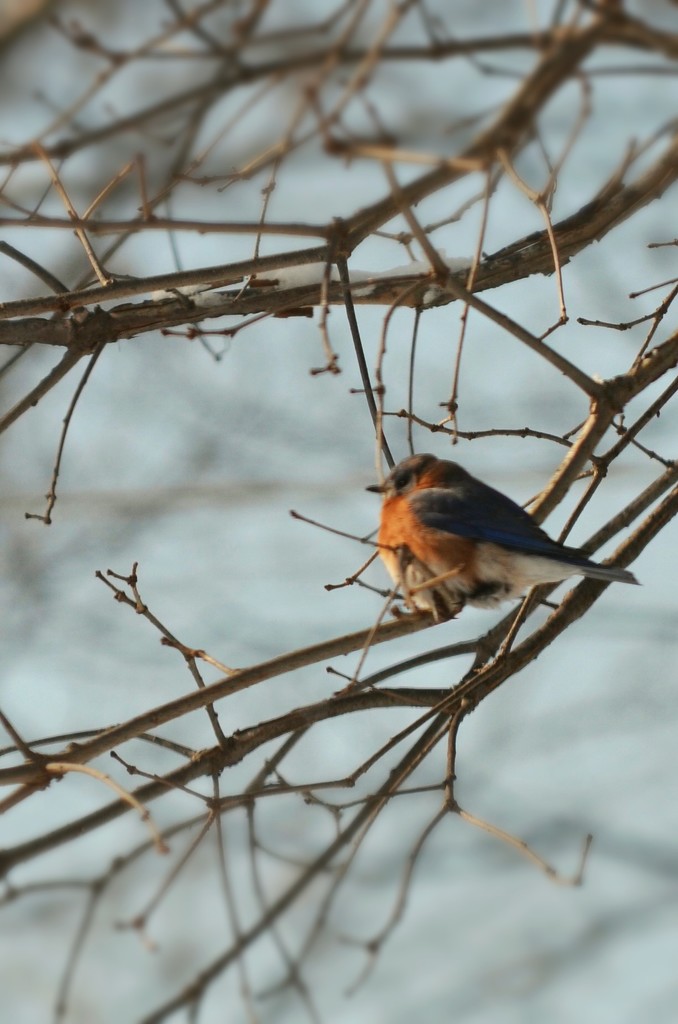 Mr. Bluebird by kdrinkie