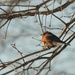 Mr. Bluebird by kdrinkie