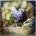 Blackbird  by pamknowler