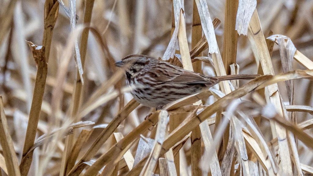 Sparrow in the grass by rminer