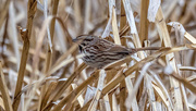 28th Jan 2018 - Sparrow in the grass