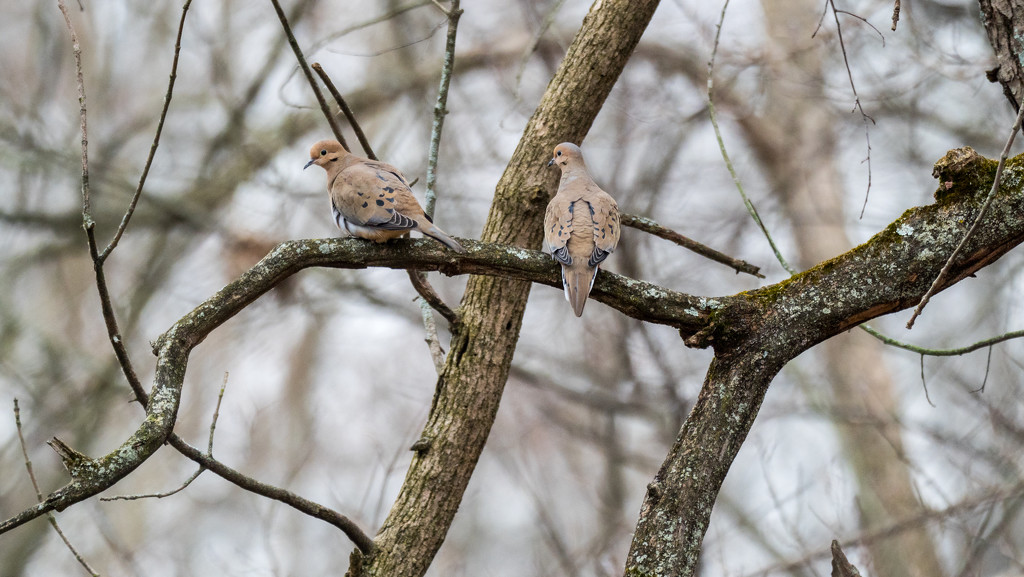 Mourning Dove Wide by rminer