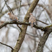 Mourning Dove Wide by rminer