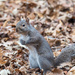 Squirrel Praire Dogging by rminer
