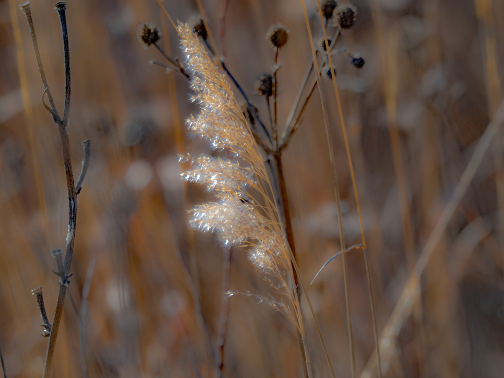 Soft Prairie Grass by rminer
