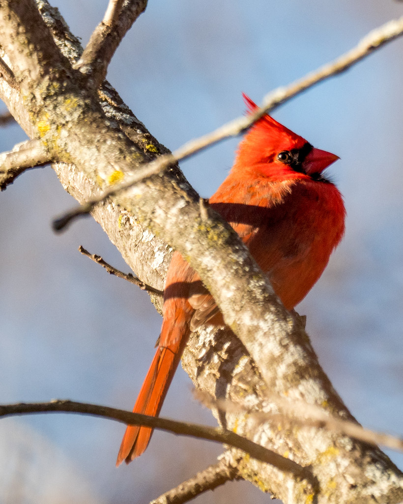 Northern Cardinal by rminer