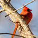 Northern Cardinal by rminer