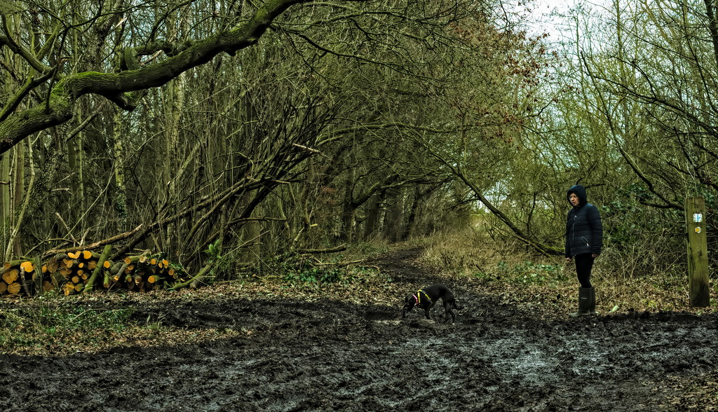 A Muddy Walk In The Woods by phil_howcroft