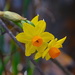 First daffodils of the season by congaree