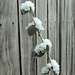 Fence Bush Snow by mcsiegle