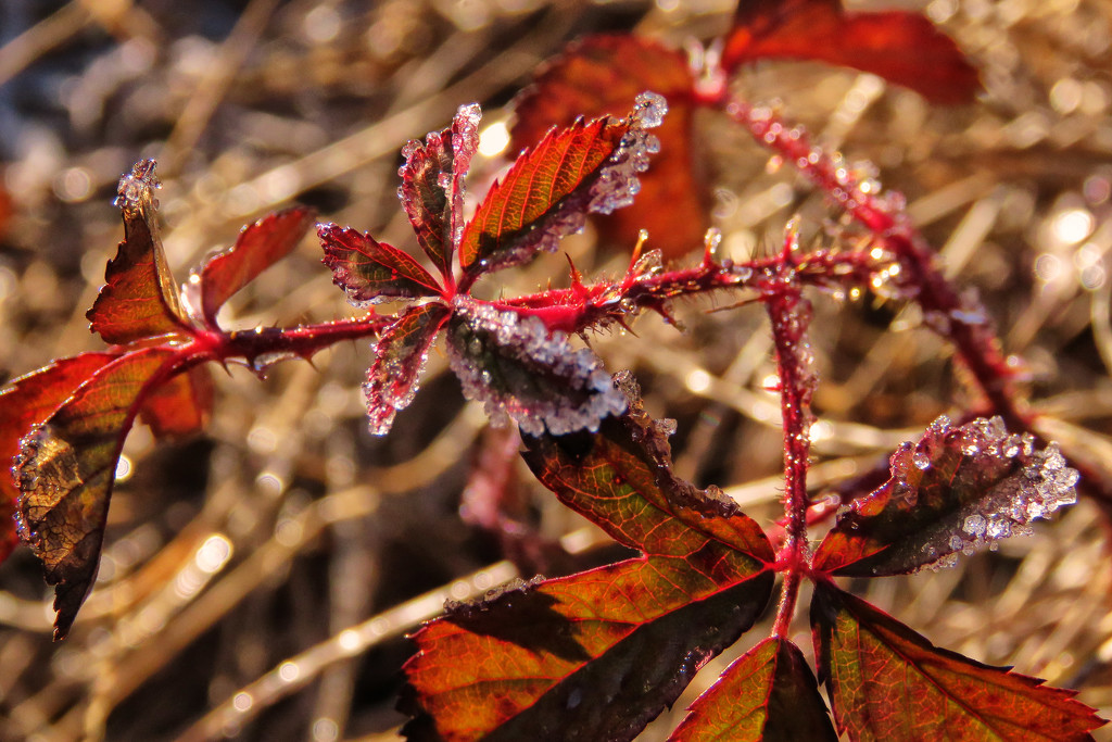Frost, Bokeh and Pretty Red Leaves by milaniet