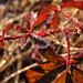 Frost, Bokeh and Pretty Red Leaves by milaniet