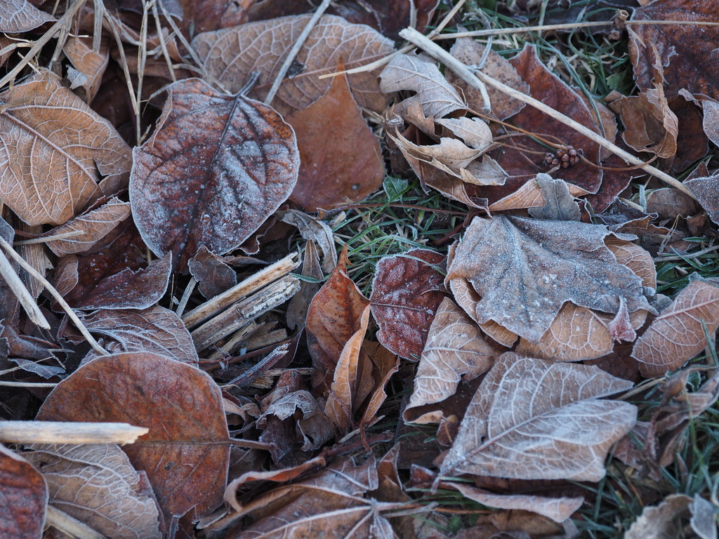 Rime-Coated Leaves by selkie