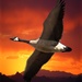 The Goose  by joysfocus