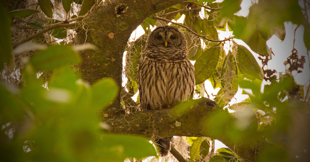 Very Calm Owl! by rickster549