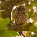 Very Calm Owl! by rickster549