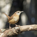 Sunny Day Wren by gaylewood