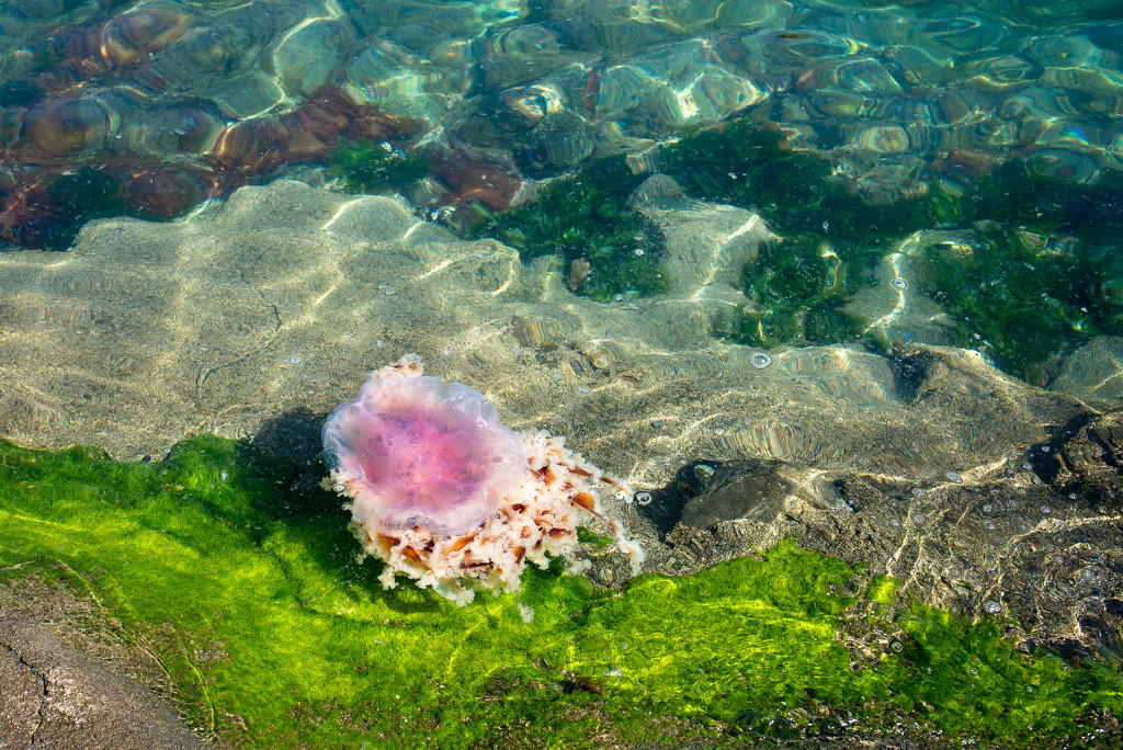 Jellyfish by yaorenliu
