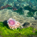 Jellyfish by yaorenliu