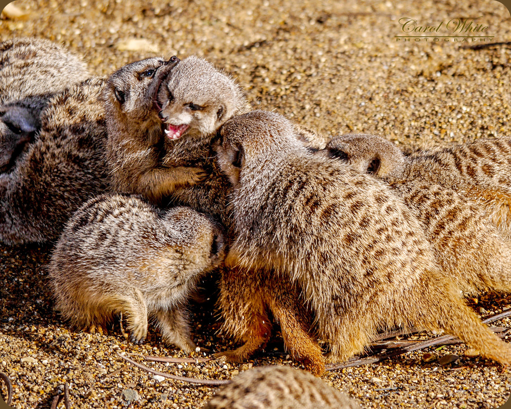 Tussling Meerkats by carolmw