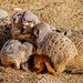 Tussling Meerkats by carolmw