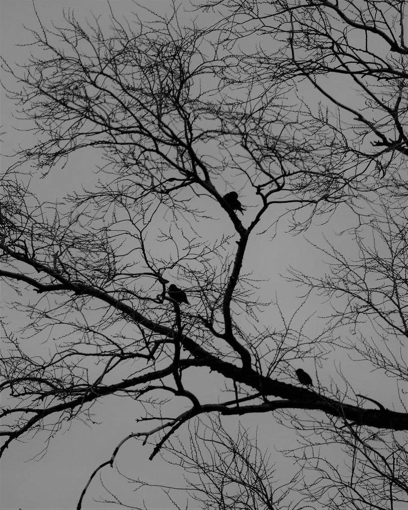 Birds in the tree by daisymiller