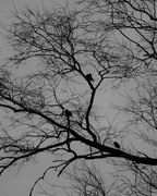 29th Jan 2018 - Birds in the tree