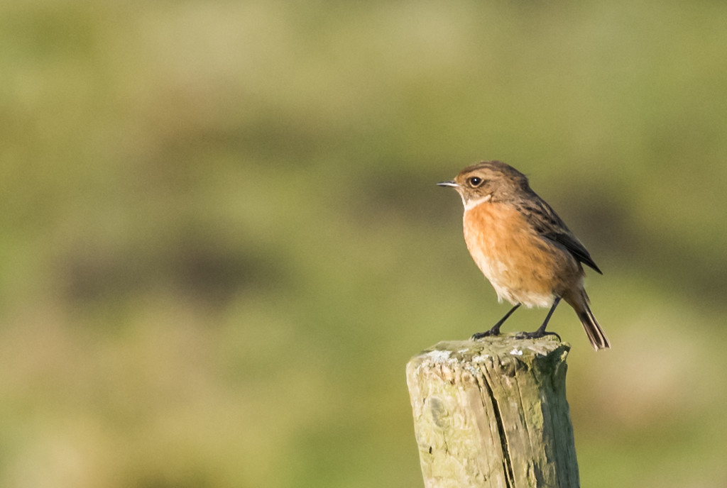Stonechat by inthecloud5
