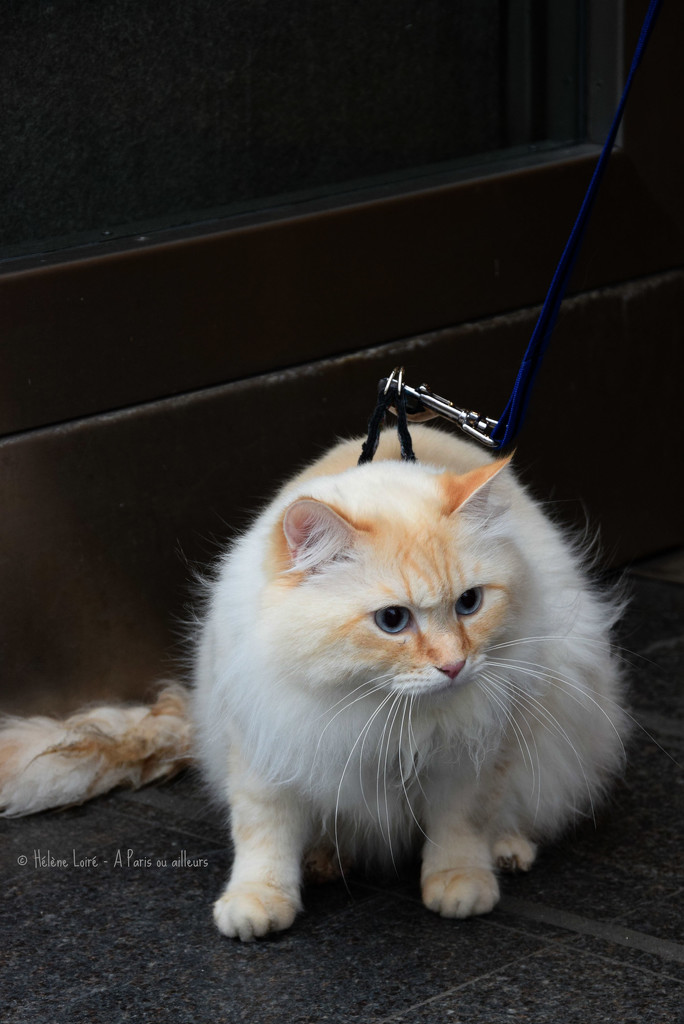 just a parisian cat on a leash by parisouailleurs