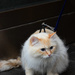 just a parisian cat on a leash by parisouailleurs